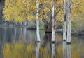 ronald, saunders, bodie, digital, fine art, ronald j, lundy, lake, lee ving,falls, water, creek, saunders,willow, photog photo