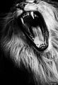 The Lion's Roar