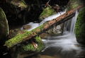Water, Moss, and Rewood