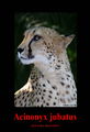 Jaguar 1