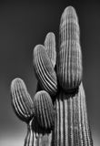 The Happy Cactus