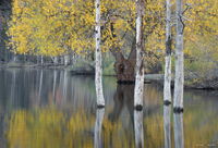 Reflection of a Willow Tree