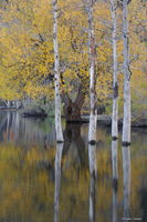 Willow on Lake