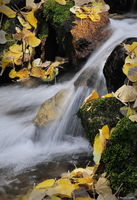 Autumn Color