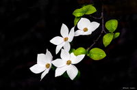 Yosemite Dogwood