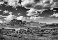 Home on the Range