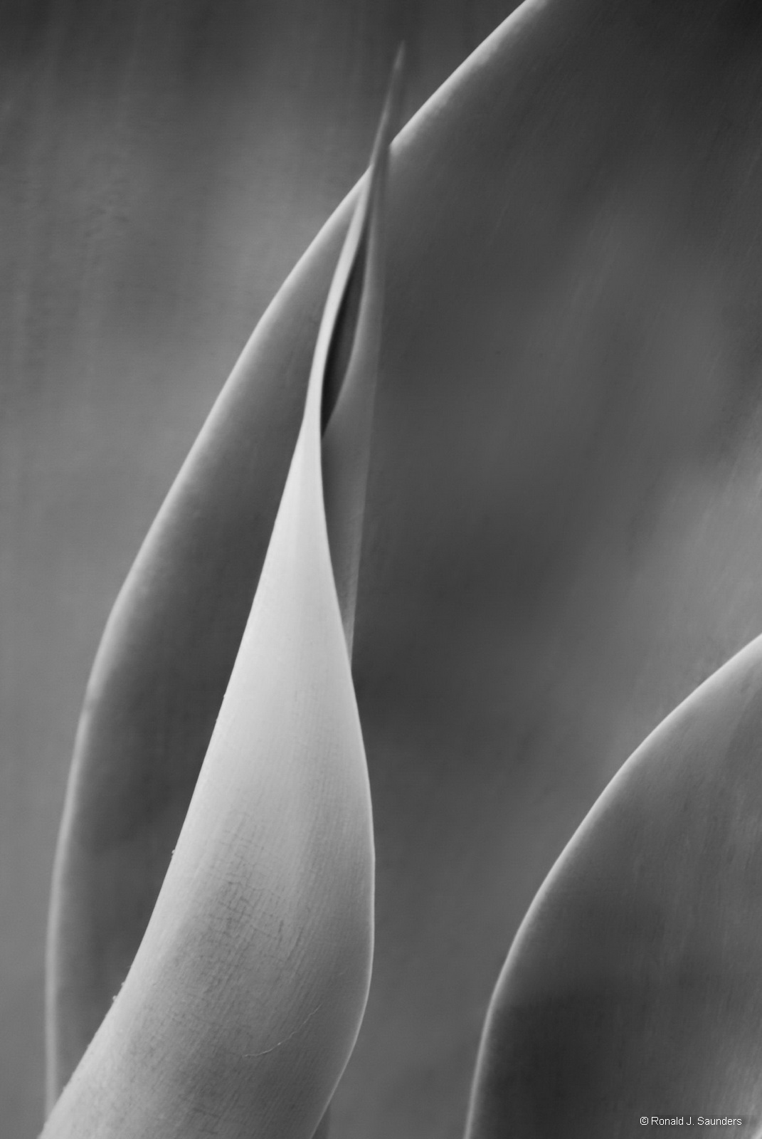 The Yucca is a delight to photograph because of its form and symmetry. The key is to find clean and unmarked leaves. Either color...