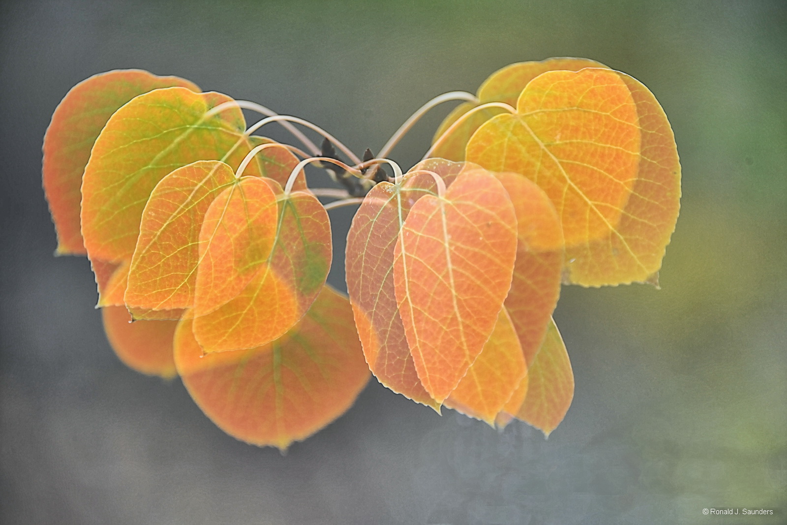 This is a double image fo aspen leaves in the wind.&nbsp; The images was taken in&nbsp;a groove just of highway 395 as you head...