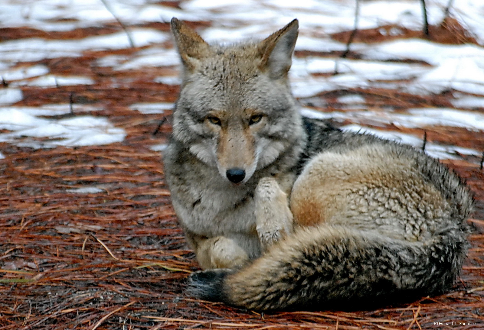 A coyote poses for me in the forest.&nbsp; After passing by, the coyote&nbsp;lays down&nbsp;to watch me photograph.&nbsp; He...