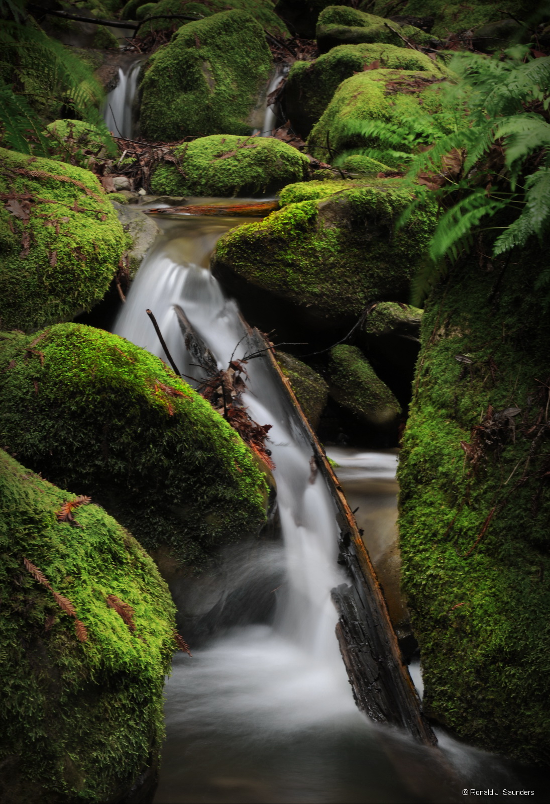 I found this beautiful spot in a grove of redwoods in March of 2012. There is a hollow, redwood log that acts as a conduit for...