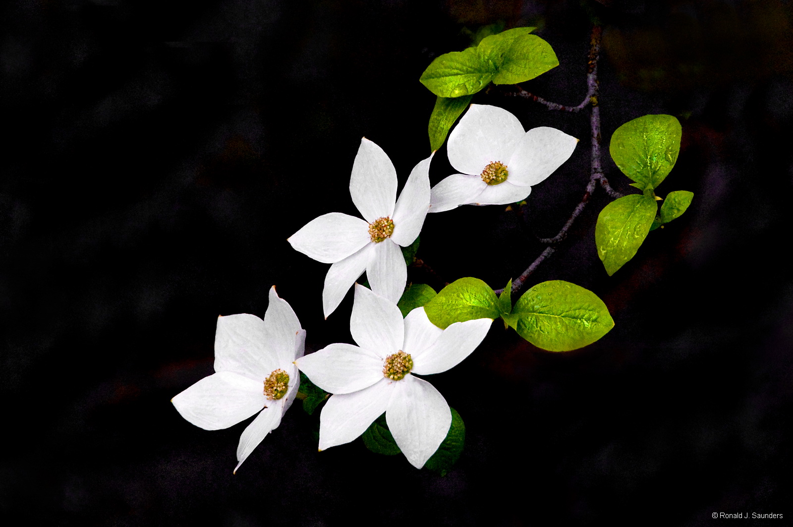 On a special trip to Yosemite I photographed the dog wood in bloom.&nbsp; This is a popular print with many people.