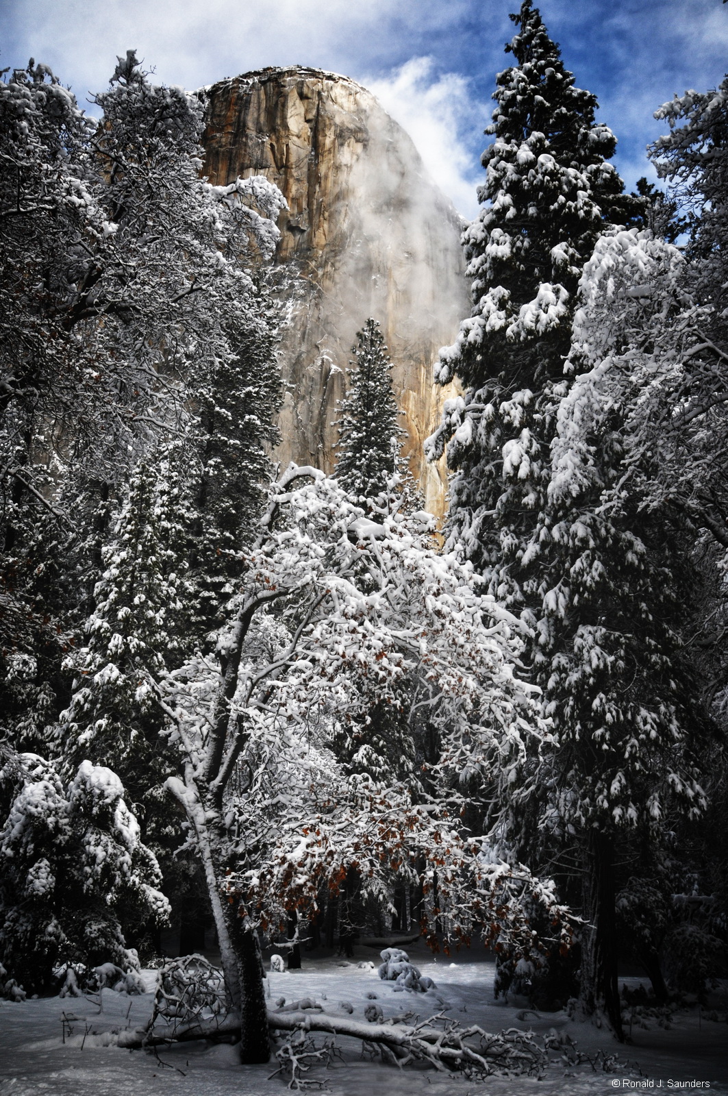 My 2013 Christmas card featured this image with the following prose. &nbsp;A tree dappled with fresh snow endures another winter...