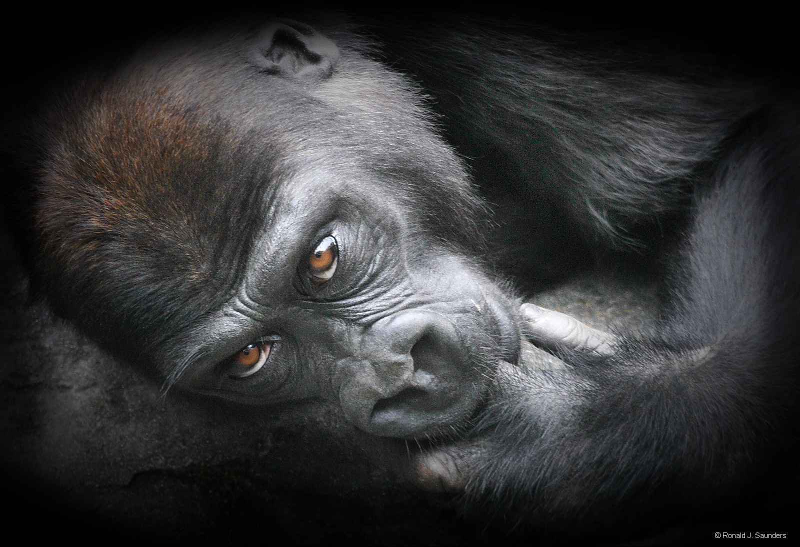 This young gorilla joined an adult for a nap on a large group of rocks, about one o’clock in the afternoon.&nbsp; Yes, the...