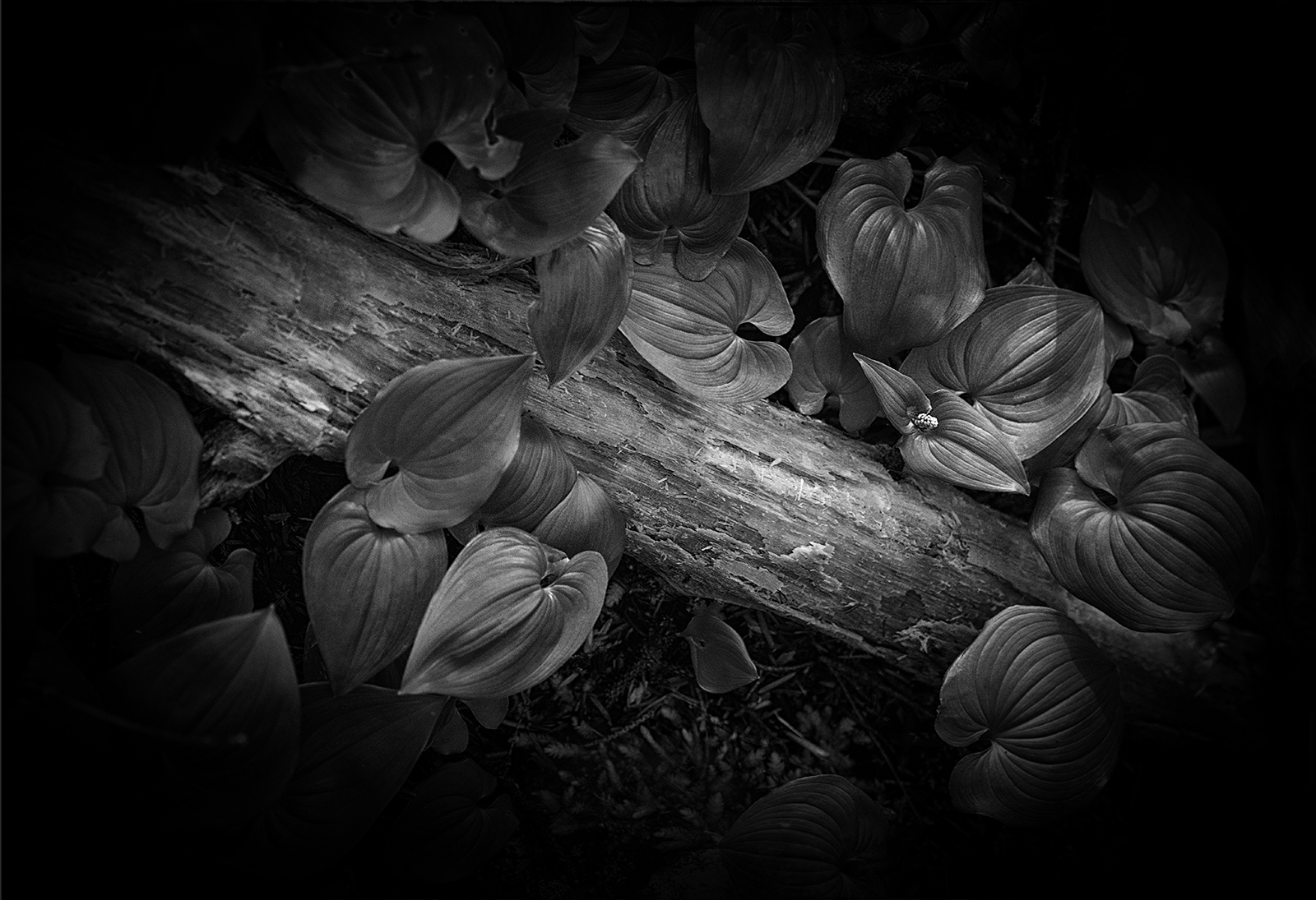 The image was taken while staying at a hotel on the Washington coastline.  I saw a wooded area across the road and spent a couple...