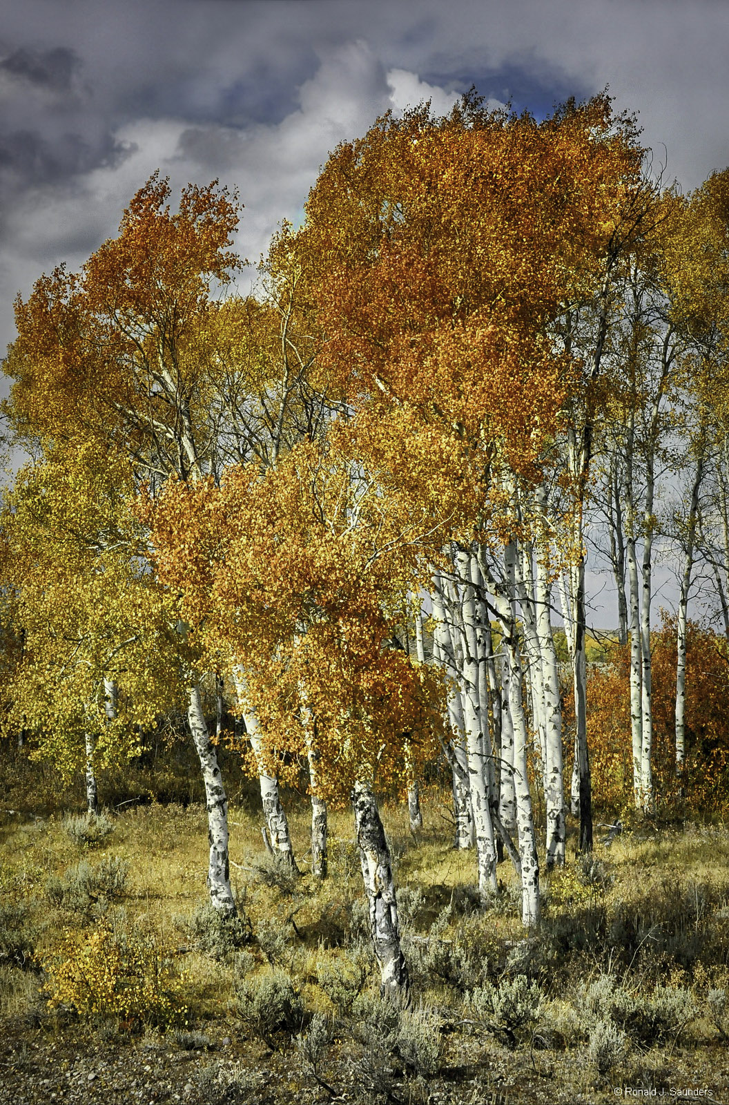This is one of my favorite Aspen images.&nbsp; I ran across this group of trees at the best time of day.&nbsp; I am always searching...